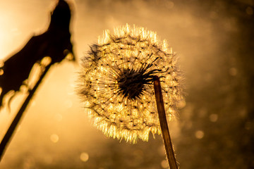 air dandelion against the setting sun