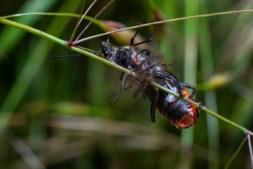 Pyrochroa coccinea, beetle with prey on grass stem, macro