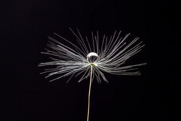 light, fluffy dandelion fluff on a black background
