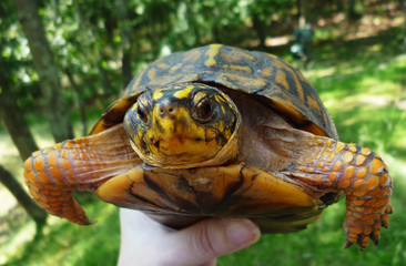 Turtle from Eastern Long Island New York - Yalow Box turtle