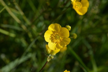 Fototapeta premium Bright yellow buttercup flower, also known as Ranunculus acris