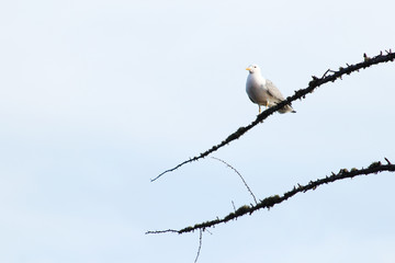 seagull sits on a branch