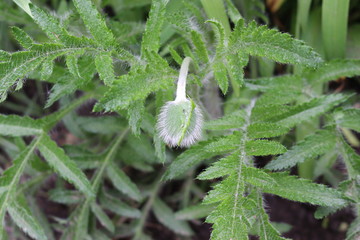 
Green fluffy poppy bud will bloom soon