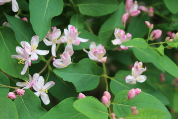 
Delicate pink flowers bloom on a bush in the spring garden.