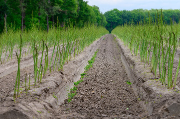 Fototapeta na wymiar Early summer growth cycle of asparagus plant, fern development