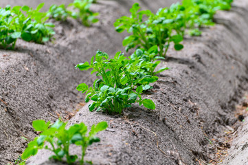 Young potato plants growing on farm field in springtime