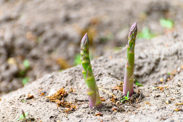 Green asparagus plant growing on field ready to harvest