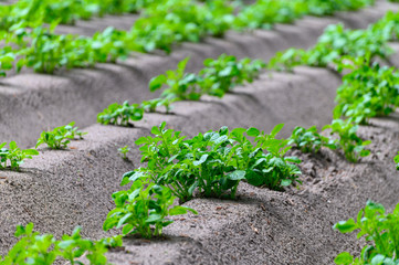 Young potato plants growing on farm field in springtime