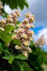 Spring white blossom of chesnut trees