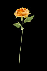 Fototapeta premium Artificial flower on black background