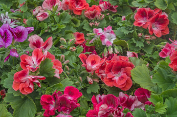 Obraz na płótnie Canvas A composition of bright red, pink and maroon blooming pelargoniums with scattered somewhere buds on a background of juicy green carved leaves. Natural organic vegetable background.