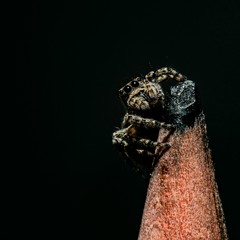 frog in the night