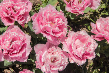 Tulip season. Bright fresh spring flowers tulips on blurred background. Beautiful pink tulip blooming in garden. Tulips on the flower bed.