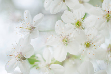 cherry blossom macro as background