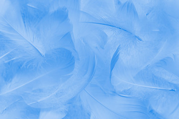 blue feathers background. soft fluffy feather
