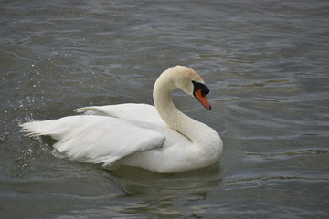 cygne