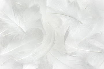 white feathers background. soft fluffy feather 