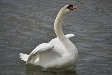 cygne