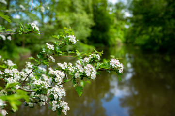 Green park with ponds and old water mill in central part of Eindhoven city, North Brabant, Netherlands in spring time.