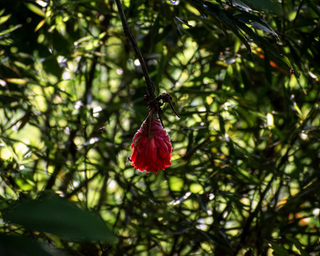 Flor de &aacute;rbol brownea ariza siendo polinizada por avispas en la ma&ntilde;ana.