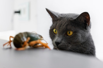 Gray cat with interest examines the crayfish sitting on the table 