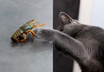 Gray cat with interest examines the crayfish sitting on the table 