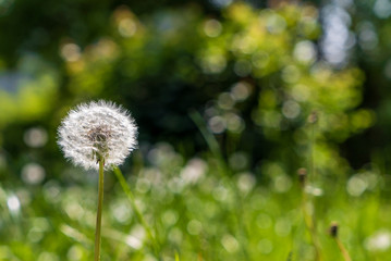 Dandelion in the sun on the meadow with copy space