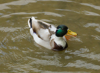 Mallard duck (hybrid mottled duck)