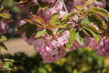 Blossoming pink sakura close up. Beautiful sakura blossom. Tender spring picture. Beautiful pink background. Many blooming pink flowers on the branches of the cherry trees. Beautiful spring sacura.