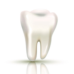 3d realistic vector human tooth, isolated on white background.