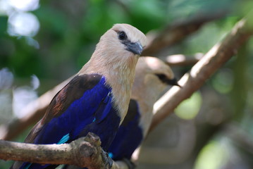 Birds perched