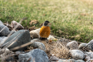 Robin Collecting Grass For Nest