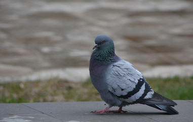 pigeon in the city
