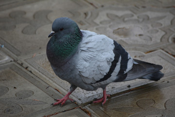 pigeon in the city
