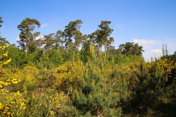 View on yellow blooming brooms bushes (genista pilosa) in dutch heath landscape with scots pine trees (pinus sylvestris) against blue sky - Swalmen, Netherlands