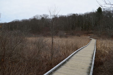 path through nature