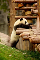 giant panda playing