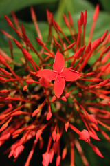 zoomed view of a red flower
