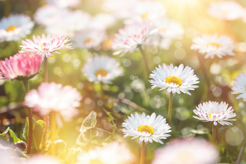 Fototapeta premium Little daisy flower, flowering daisy flowers in meadow, beautiful nature in spring