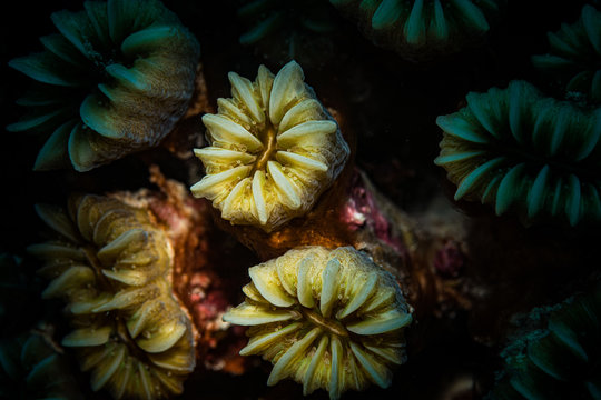 Cup Corals on the reef, Bonaire, Netherlands Antilles