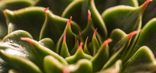 Abstract close-up of the colorful the Echeveria Capri. Abstract selective focus macro background