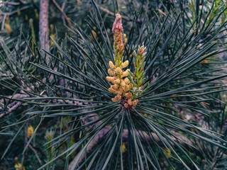 Naklejka na ściany i meble Young textured flowering pine tree shoot in natural daylight.