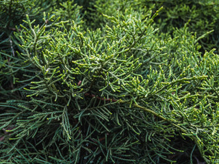 Beautiful textured image of the branches of evergreen cypress. Background coniferous image.