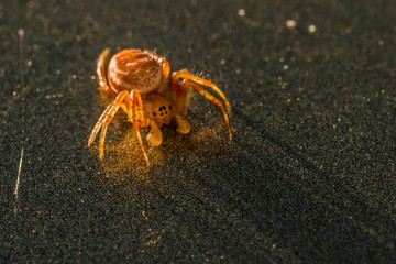 tiny spider basking in the rays of the setting sun