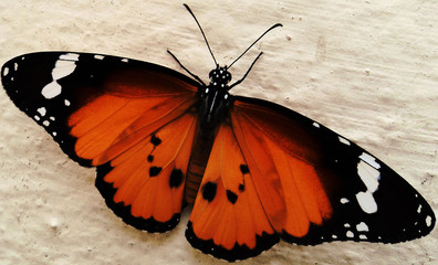 painted lady butterfly