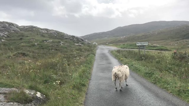Scotland Driving Sheep, Outer Hebrides