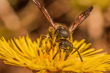 beautiful wasp collects nectar on a dandelion flower