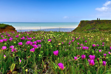 Blumenmeer am Meer. Portugal, Algarve im Frühling