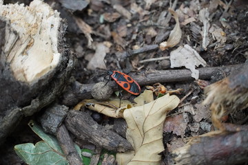 bug in the beauthuful forest