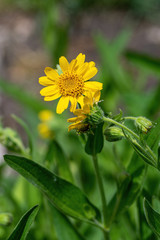 Close view of yellow Arnica(Arnica Montana) herb blossom.Shallow depth of field